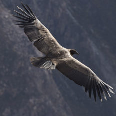 Der Kondor - König der Lüfte im Colca-Tal Foto: ©Lichtbildarena